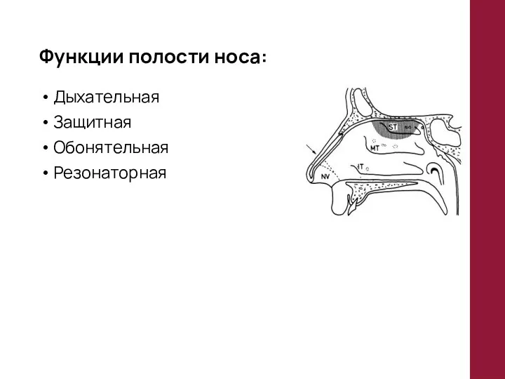 Функции полости носа: Дыхательная Защитная Обонятельная Резонаторная