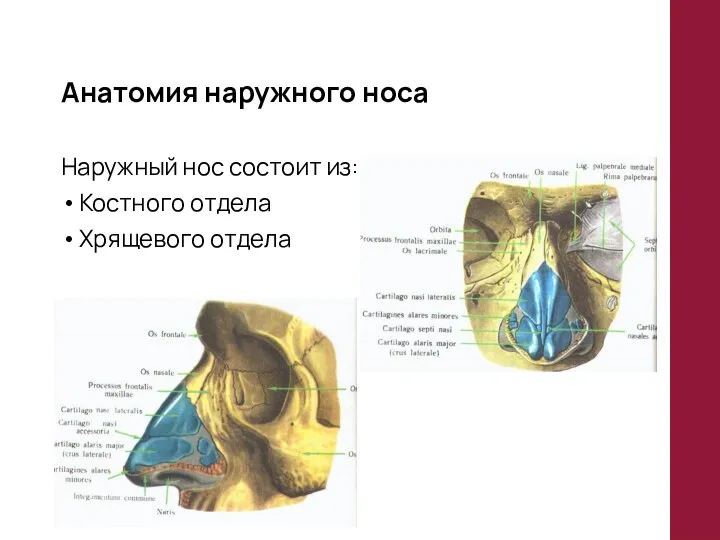 Наружный нос состоит из: Костного отдела Хрящевого отдела Анатомия наружного носа