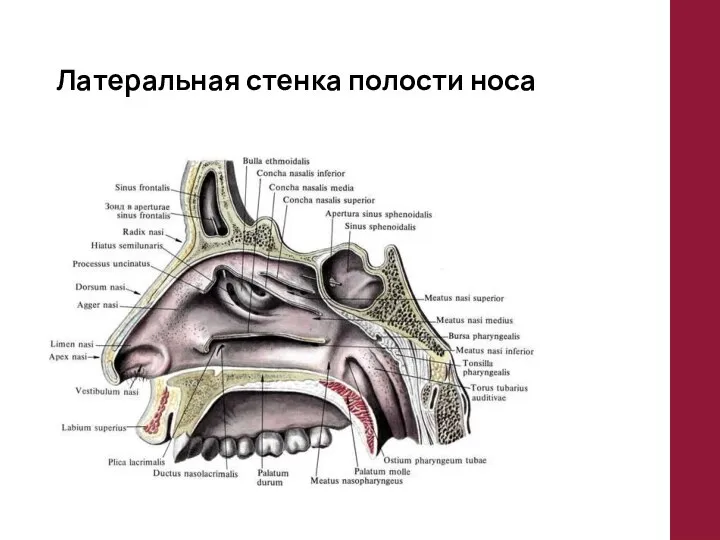 Латеральная стенка полости носа