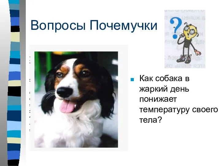 Вопросы Почемучки Как собака в жаркий день понижает температуру своего тела?