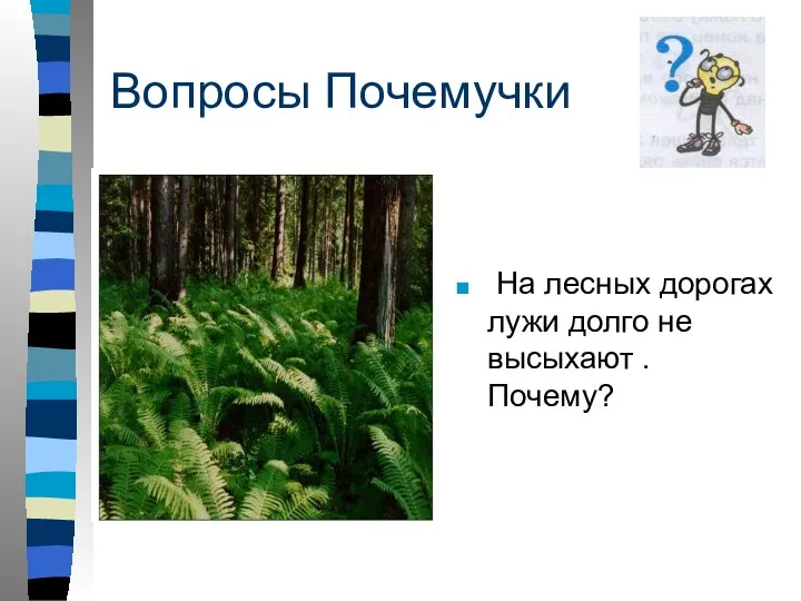 Вопросы Почемучки На лесных дорогах лужи долго не высыхают . Почему?