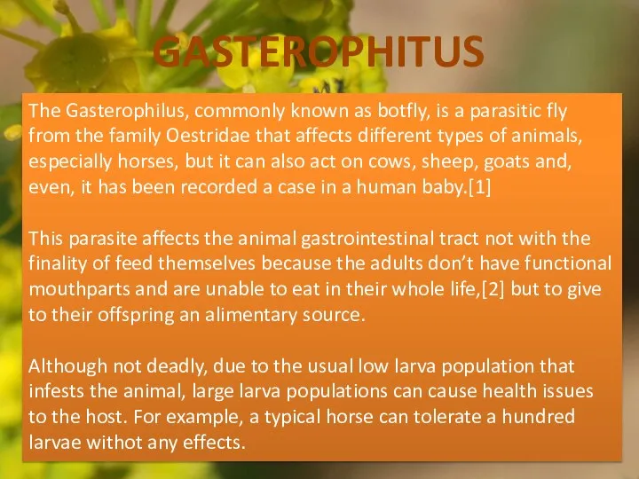 GASTEROPHITUS The Gasterophilus, commonly known as botfly, is a parasitic fly