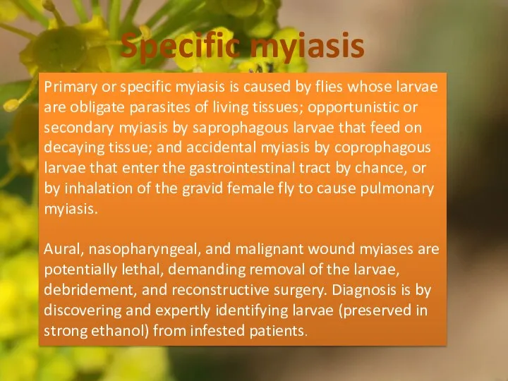 Specific myiasis Primary or specific myiasis is caused by flies whose