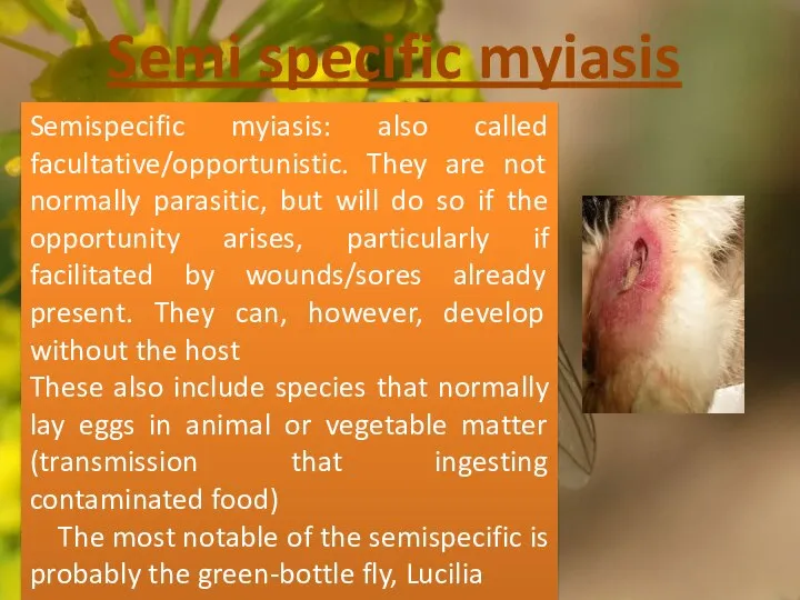 Semispecific myiasis: also called facultative/opportunistic. They are not normally parasitic, but