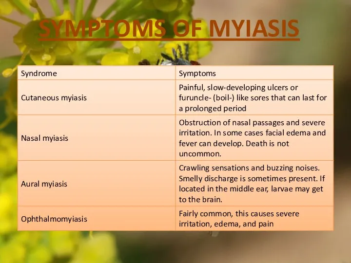 SYMPTOMS OF MYIASIS