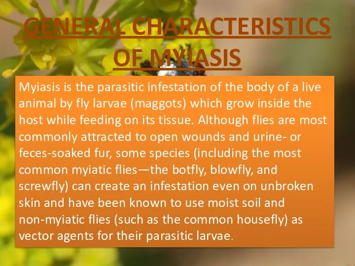 GENERAL CHARACTERISTICS OF MYIASIS Myiasis is the parasitic infestation of the