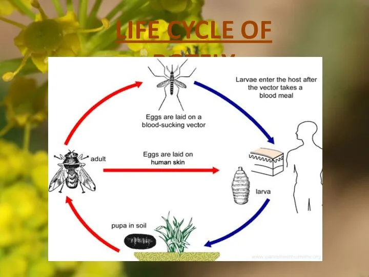 LIFE CYCLE OF BOTFLY