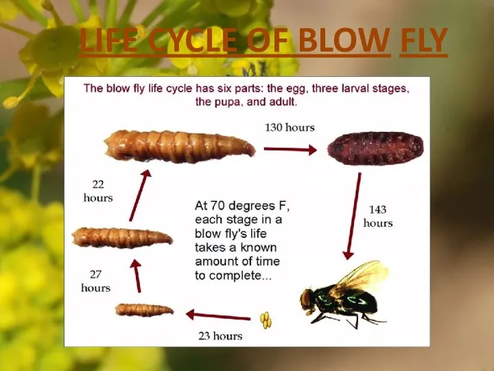 LIFE CYCLE OF BLOW FLY