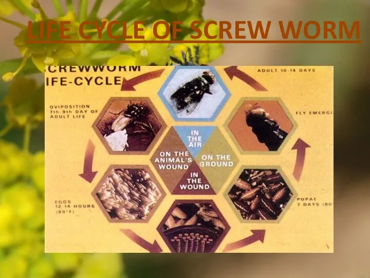 LIFE CYCLE OF SCREW WORM