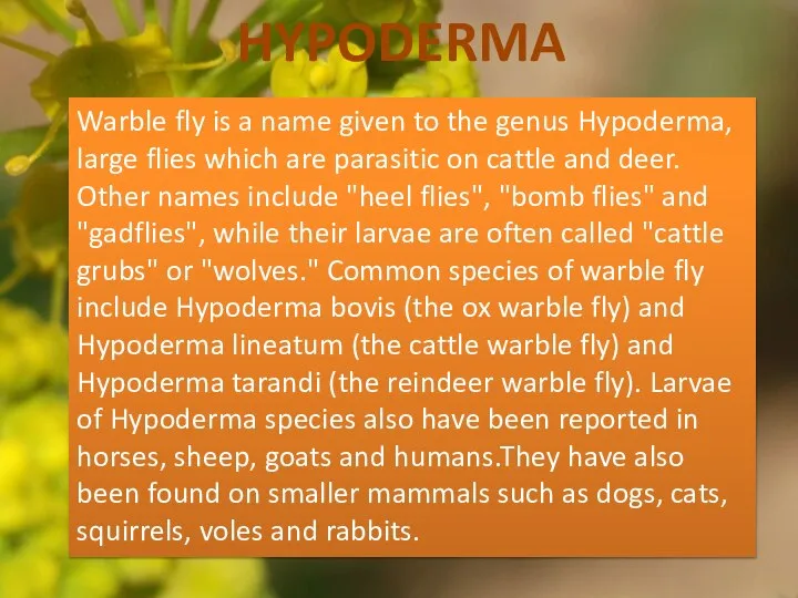 Warble fly is a name given to the genus Hypoderma, large