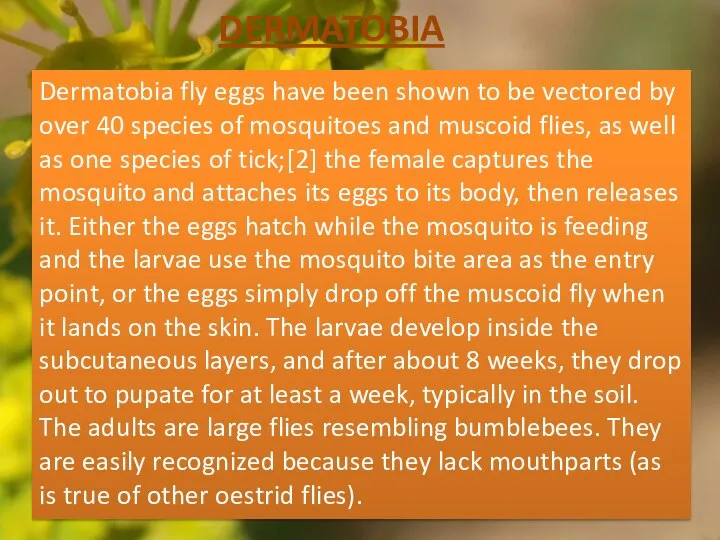 DERMATOBIA Dermatobia fly eggs have been shown to be vectored by