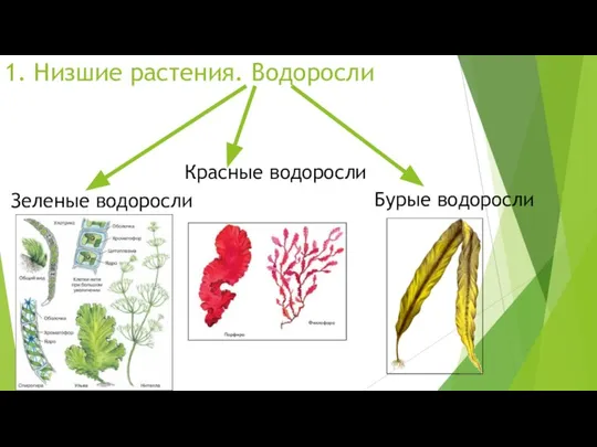 1. Низшие растения. Водоросли Зеленые водоросли Красные водоросли Бурые водоросли