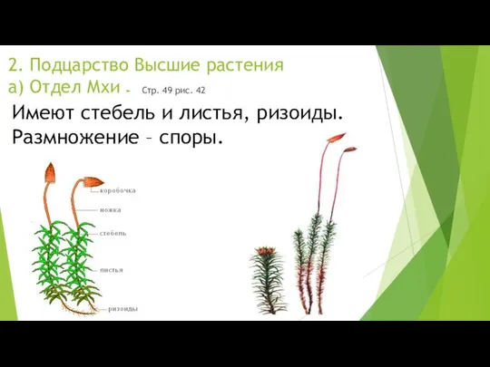 2. Подцарство Высшие растения а) Отдел Мхи Стр. 49 рис. 42