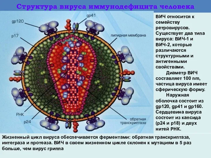 Структура вируса иммунодефицита человека ВИЧ относится к семейству ретровирусов. Существует два