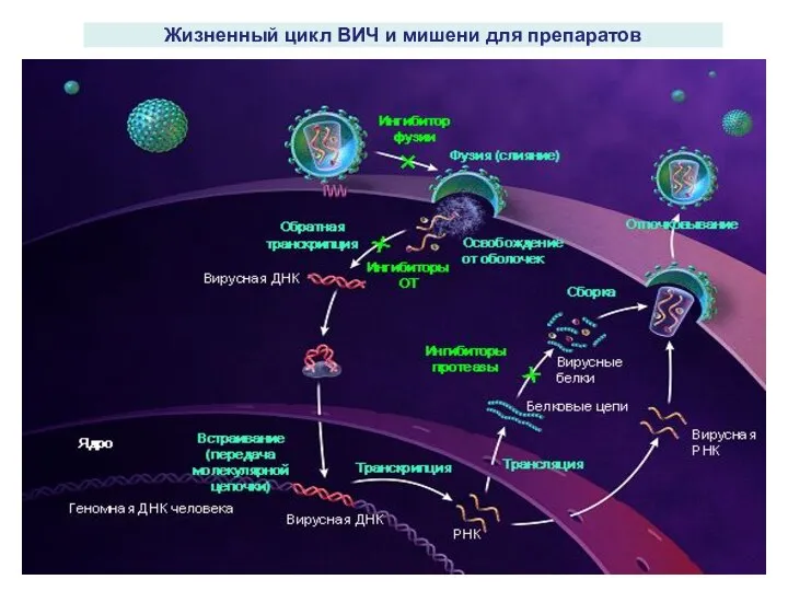 Жизненный цикл ВИЧ и мишени для препаратов