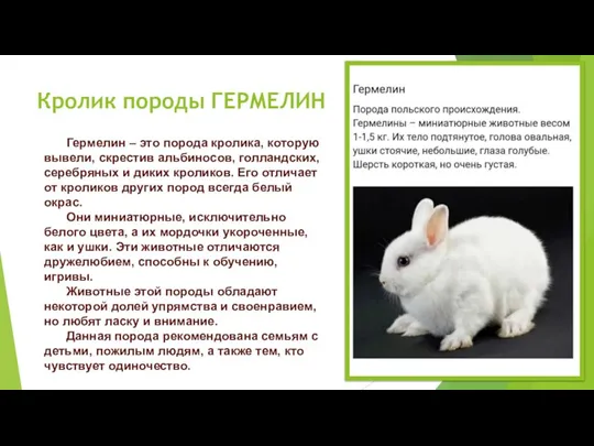 Кролик породы ГЕРМЕЛИН Гермелин – это порода кролика, которую вывели, скрестив