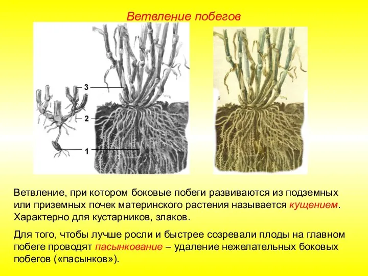 Ветвление побегов Ветвление, при котором боковые побеги развиваются из подземных или