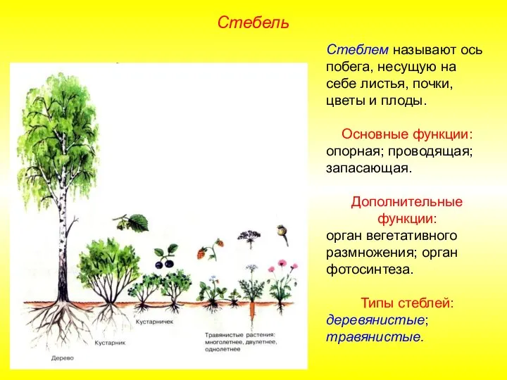 Стеблем называют ось побега, несущую на себе листья, почки, цветы и