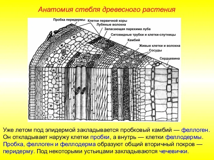 Уже летом под эпидермой закладывается пробковый камбий — феллоген. Он откладывает