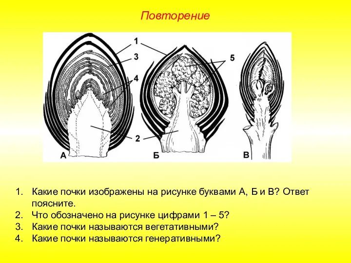 Повторение Какие почки изображены на рисунке буквами А, Б и В?