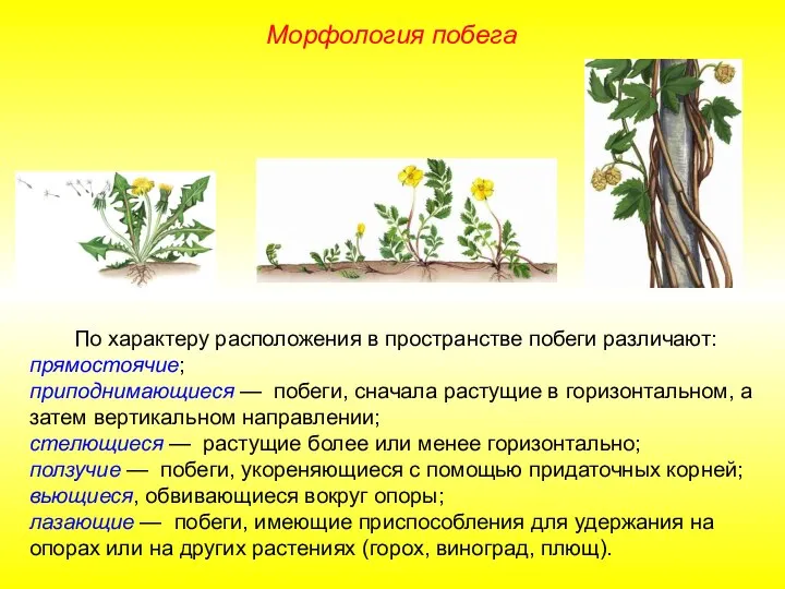 По характеру расположения в пространстве побеги различают: прямостоячие; приподнимающиеся — побеги,
