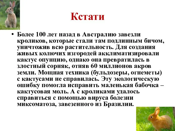 Кстати Более 100 лет назад в Австралию завезли кроликов, которые стали