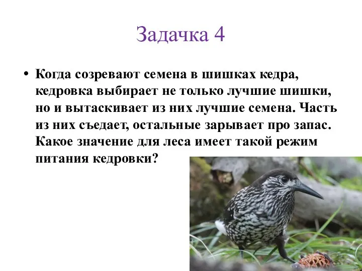 Задачка 4 Когда созревают семена в шишках кедра, кедровка выбирает не