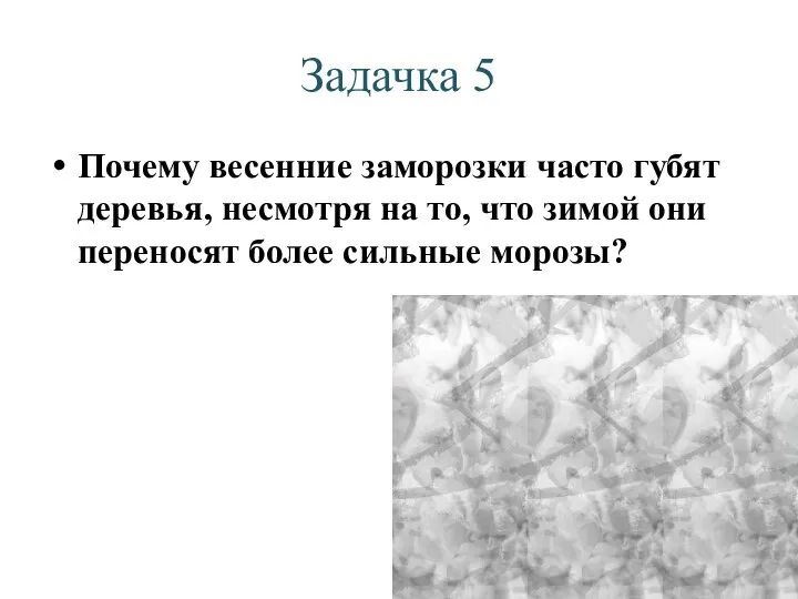 Задачка 5 Почему весенние заморозки часто губят деревья, несмотря на то,