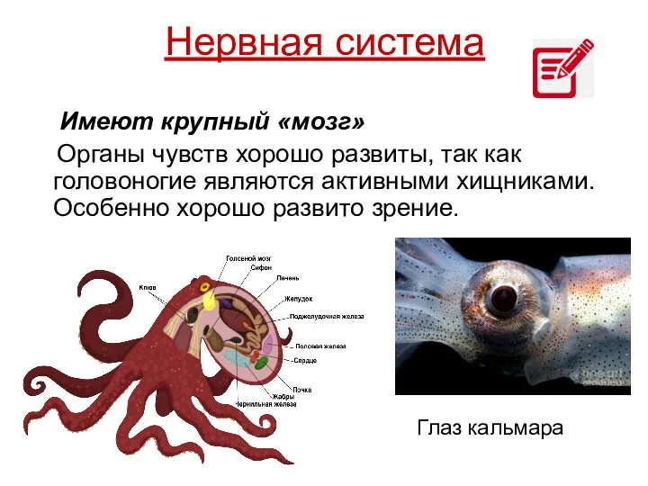 Нервная система Имеют крупный «мозг» Органы чувств хорошо развиты, так как