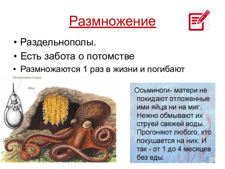 Размножение Раздельнополы. Есть забота о потомстве Размножаются 1 раз в жизни и погибают