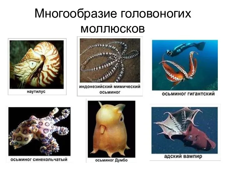 Многообразие головоногих моллюсков