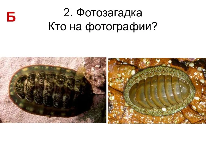 2. Фотозагадка Кто на фотографии? Б