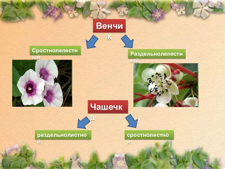 Венчик Сростнолепестный Раздельнолепестный Чашечка раздельнолистной сростнолистной