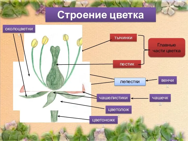 Главные части цветка тычинки пестик лепестки чашелистики цветоложе цветоножка околоцветник венчик чашечка Строение цветка