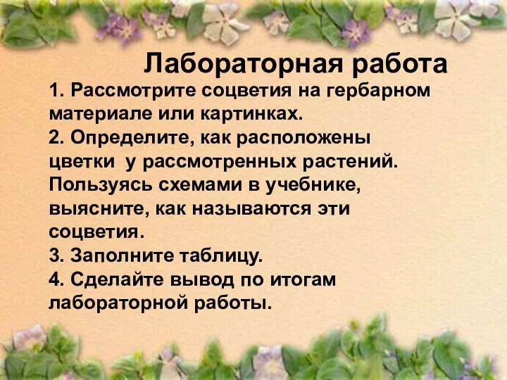 Лабораторная работа 1. Рассмотрите соцветия на гербарном материале или картинках. 2.