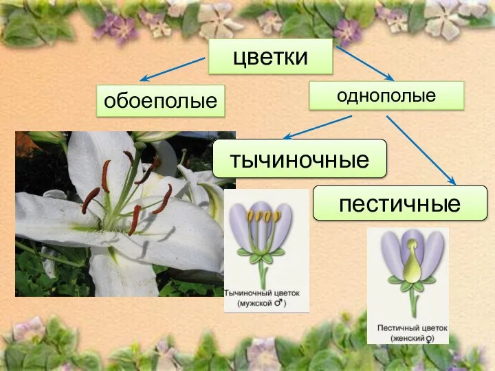 цветки однополые обоеполые