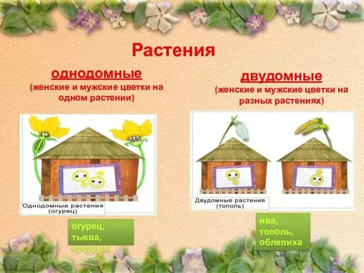 Растения однодомные (женские и мужские цветки на одном растении) двудомные (женские