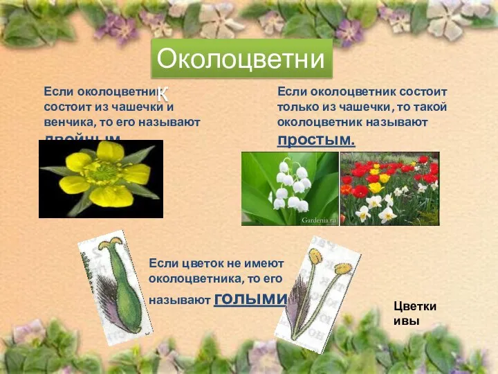 Если околоцветник состоит из чашечки и венчика, то его называют двойным.