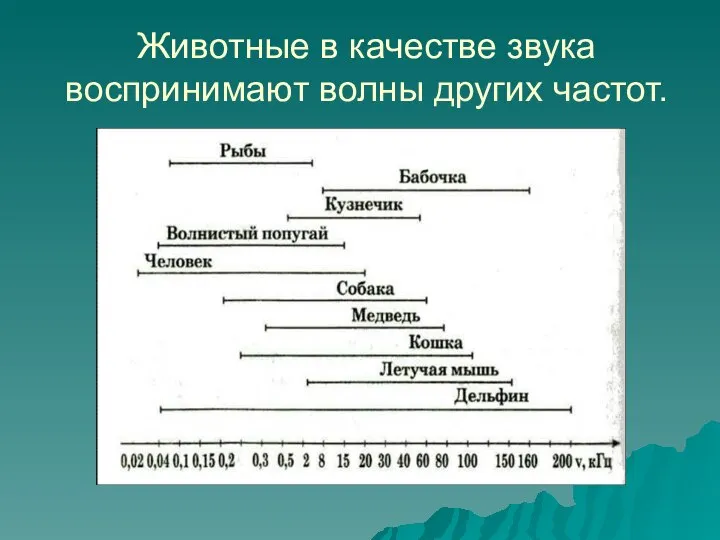 Животные в качестве звука воспринимают волны других частот.