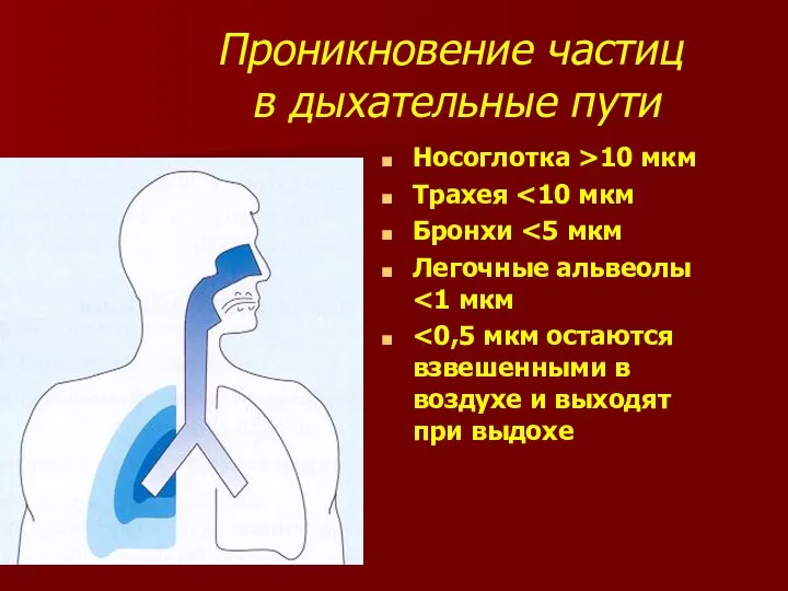 Проникновение частиц в дыхательные пути Носоглотка >10 мкм Трахея Бронхи Легочные альвеолы