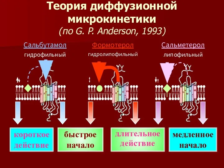 Теория диффузионной микрокинетики (по G. P. Anderson, 1993) медленное начало длительное