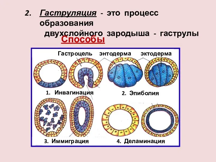 Гаструляция - это процесс образования двухслойного зародыша - гаструлы Способы гаструляции