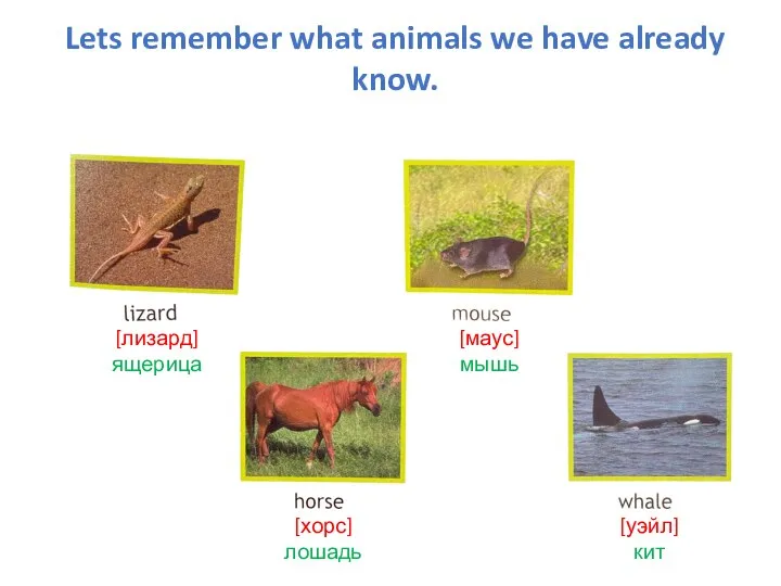 Lets remember what animals we have already know. Давайте вспомним, каких