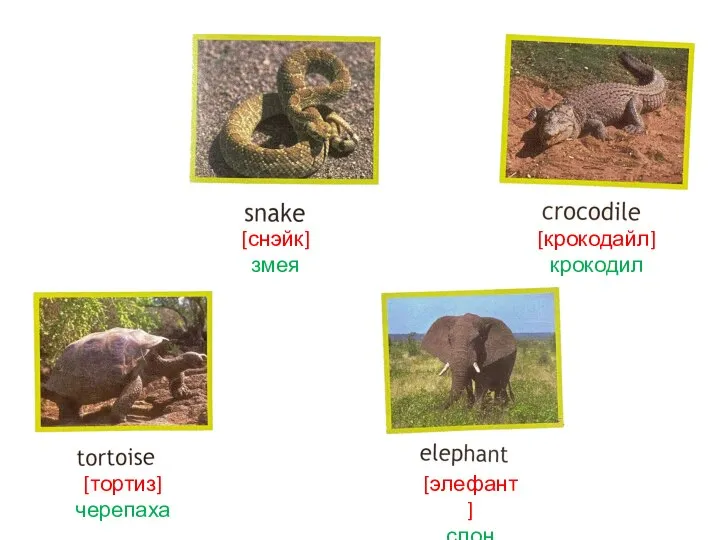[снэйк] змея [крокодайл] крокодил [тортиз] черепаха [элефант] слон