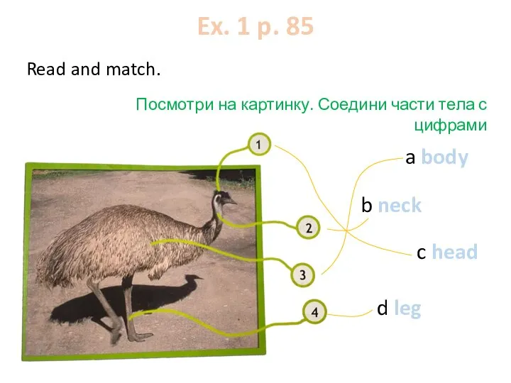 Ex. 1 p. 85 Read and match. Посмотри на картинку. Соедини