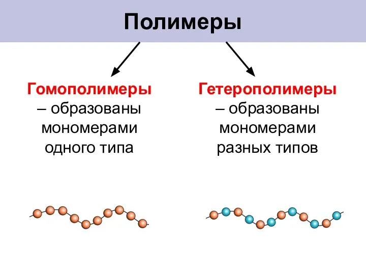 Полимеры Гомополимеры – образованы мономерами одного типа Гетерополимеры – образованы мономерами разных типов