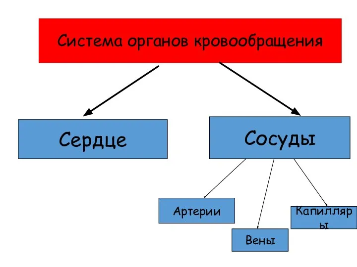 Система органов кровообращения Сердце Сосуды Артерии Вены Капилляры