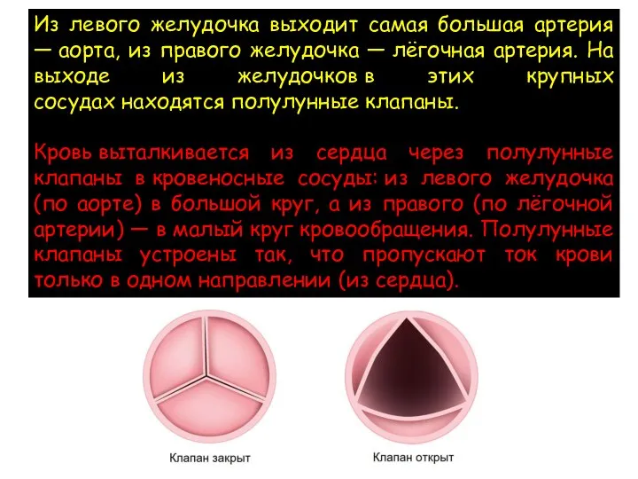 Из левого желудочка выходит самая большая артерия — аорта, из правого