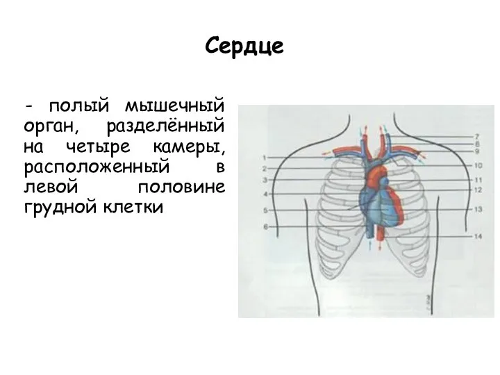 Сердце - полый мышечный орган, разделённый на четыре камеры, расположенный в левой половине грудной клетки