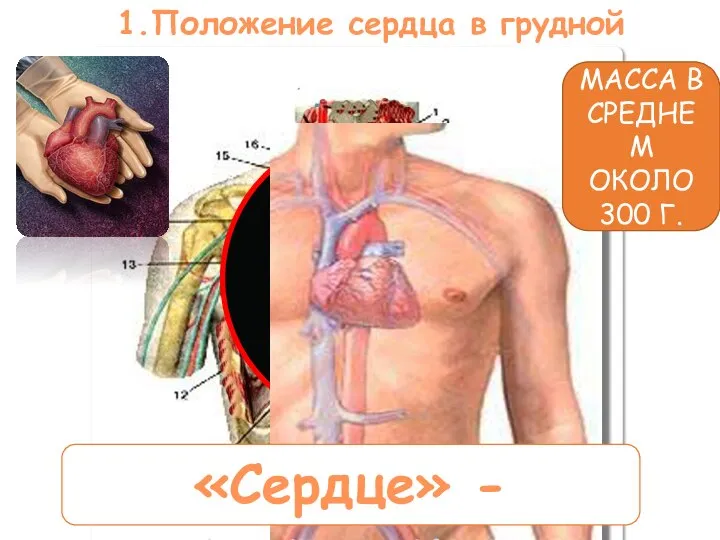 1.Положение сердца в грудной полости «Сердце» - «середина» МАССА В СРЕДНЕМ ОКОЛО 300 Г.